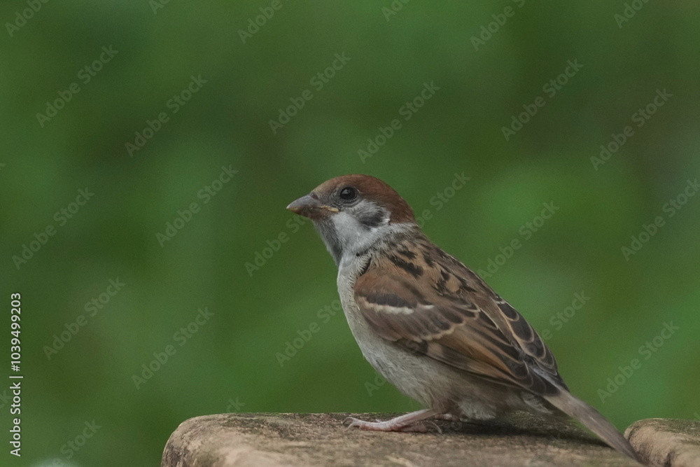 eurasian tree sparrow in a field eurasian tree sparrow in a field