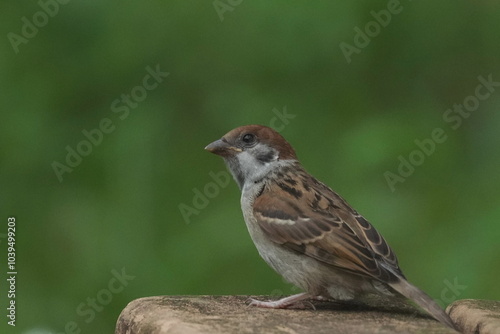 eurasian tree sparrow in a field