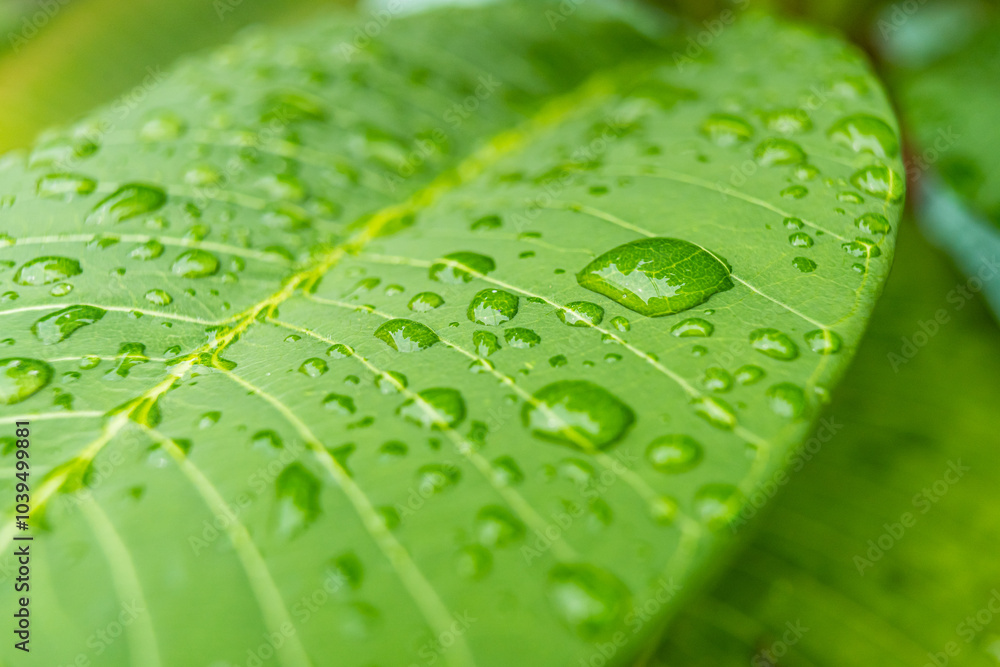 Raindrops on a Leaf: Capturing Nature’s Serenity Raindrops on a Leaf: Capturing Nature’s Serenity