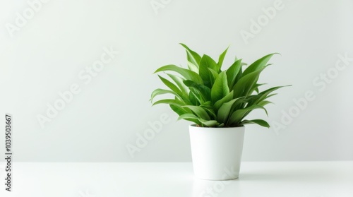 A lush green potted plant with vibrant leaves, placed in a sleek white pot on a clean white surface, creating a fresh and minimalist aesthetic.