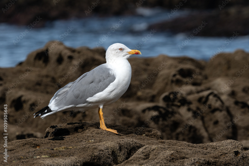Yellow legged Gull (Larus michahellis) on the rocks with the Atlantic Ocean in the background Yellow legged Gull (Larus michahellis) on the rocks with the Atlantic Ocean in the background
