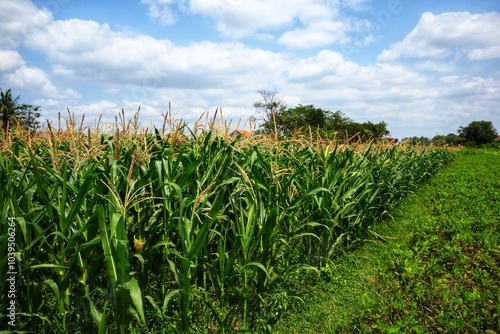 Lush cornfield under a bright blue sky in countryside. photo