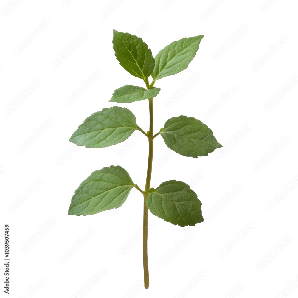Naklejka premium Green Mint Sprig Isolated on Black Background