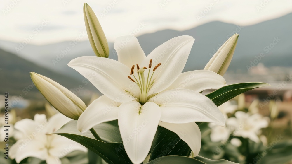 A white flower with green leaves is the main focus of the image. The flower is surrounded by other white flowers, creating a sense of abundance and beauty. The scene takes place in a field A white flower with green leaves is the main focus of the image. The flower is surrounded by other white flowers, creating a sense of abundance and beauty. The scene takes place in a field
