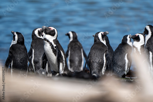 African penguins at Stoney Point Nature Reserve, Bettys Bay, South Africa