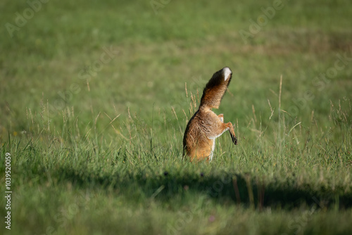 The red fox (Vulpes vulpes) hunting on meadow. Wildlife, Slovakia