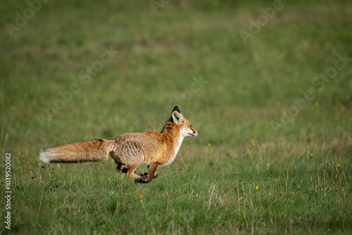 The red fox (Vulpes vulpes) running on meadow. Wildlife, Slovakia