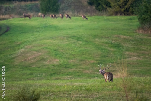 The red deer (Cervus elaphus) on meadow. Wildlife, Slovakia