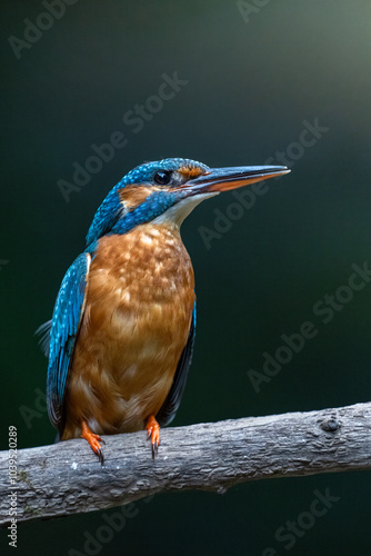 Common kingfisher (Alcedo atthis) sitting on brach. Wildlife, Czech Republic