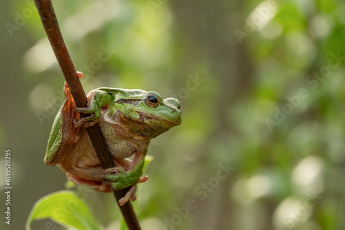 European tree frog (Hyla arborea). Wildlife, Czech Republic.
