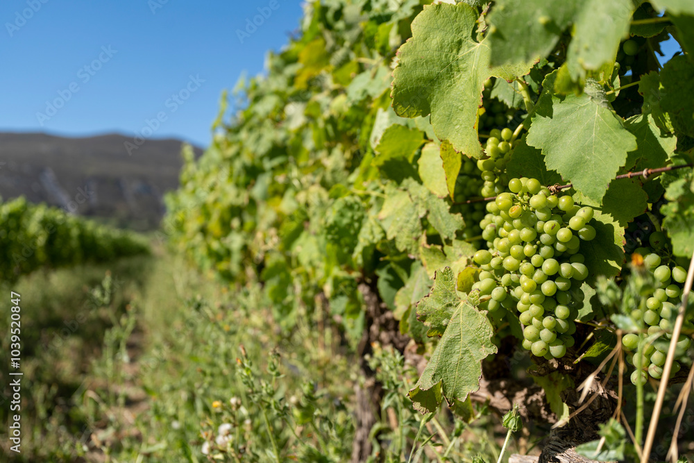 Wine growing in South Africa in summer mood Wine growing in South Africa in summer mood