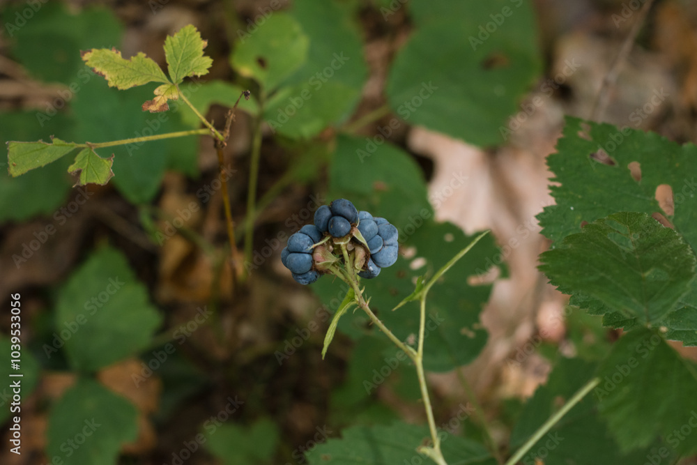 Blue forest berries with a black center is growing in a green bush Blue forest berries with a black center is growing in a green bush