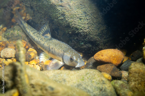 Central stoneroller minnow in a creekbed photo