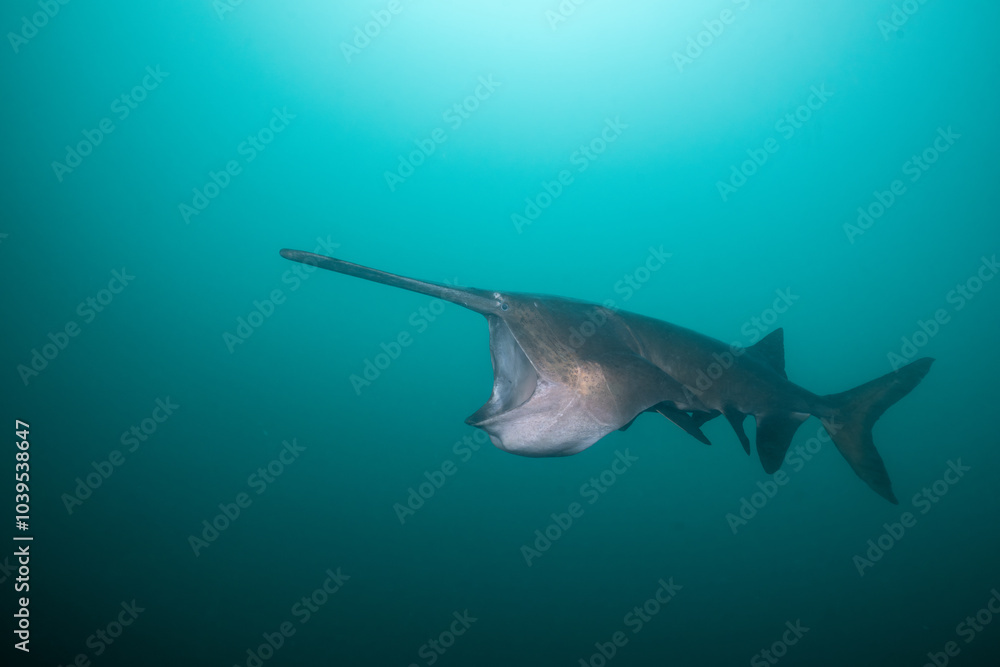 Obraz premium American paddlefish feeding on plankton in lake