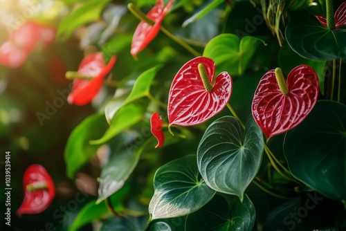 Glistening red anthurium flowers stand out among a backdrop of lush green foliage, capturing the radiant and colorful beauty of nature in its pure form. photo