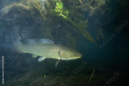 Bowfin in dark spring wetland