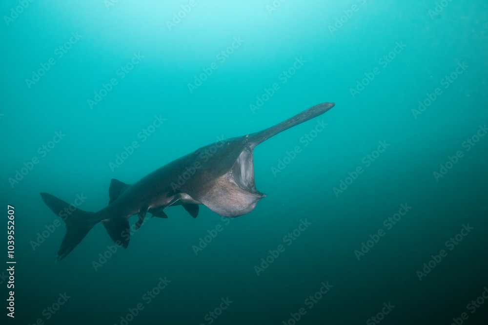 Obraz premium American paddlefish feeding on plankton in lake