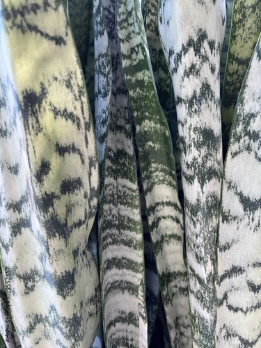 Plant Texture Closeup