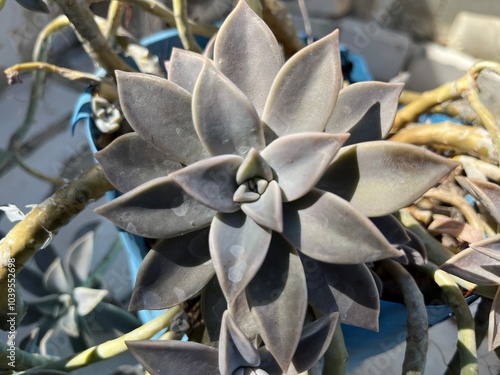 close up of a cactus