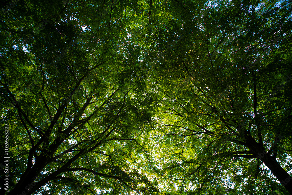 Nature of green leaf in garden at summer. Natural green leaves plants. Forest background. Green nature background. Green leaf background. Leaf in forest. Leaves plants backdrop. Nature of green leaf in garden at summer. Natural green leaves plants. Forest background. Green nature background. Green leaf background. Leaf in forest. Leaves plants backdrop.