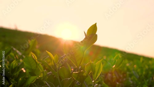Natural green leaves plants using as spring background cover page environment ecology or greenery wallpaper. Nature of green leaf in garden at summer.