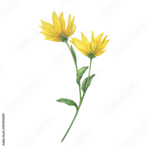 Φωτογραφία Close-up of yellow Jerusalem artichoke flowers (Helianthus tuberosus, sunroot, sunchoke, wild sunflower, topinambur, earth apple)
