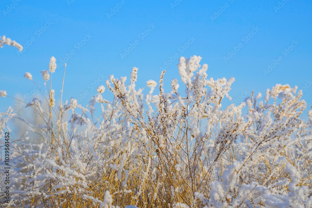 Beautiful dry grass covered with snow in the hoarfrost Beautiful dry grass covered with snow in the hoarfrost