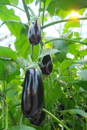 Eggplant Growing in a Greenhouse