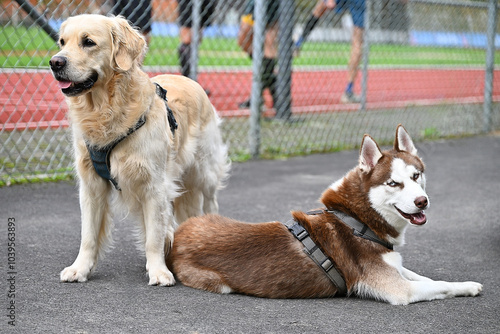 A golden retriever and à Brown husky near a atletic field photo