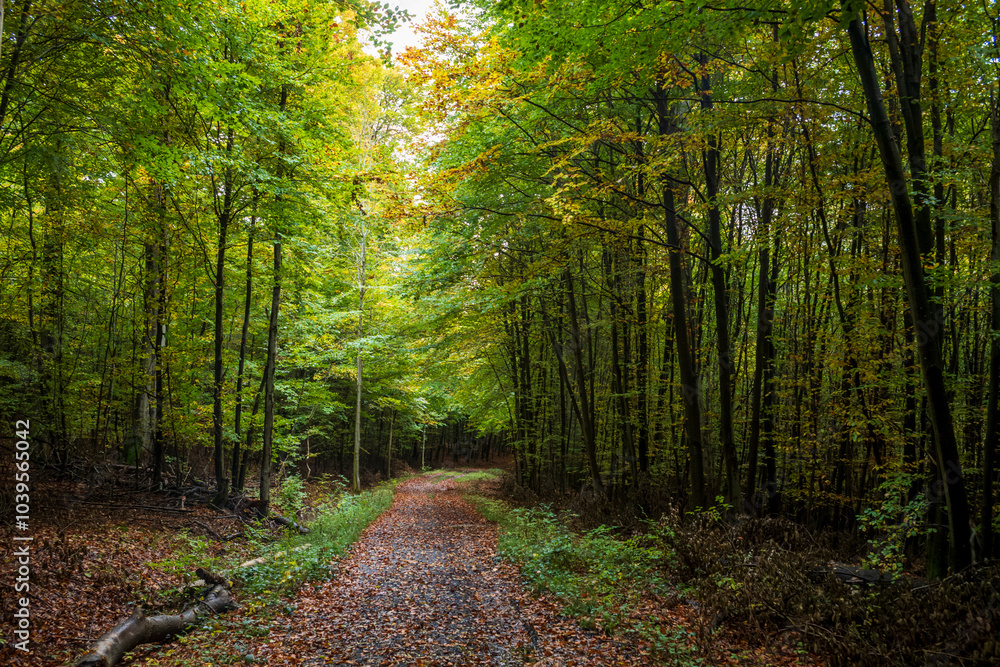 Obraz premium path in the forest, autumn