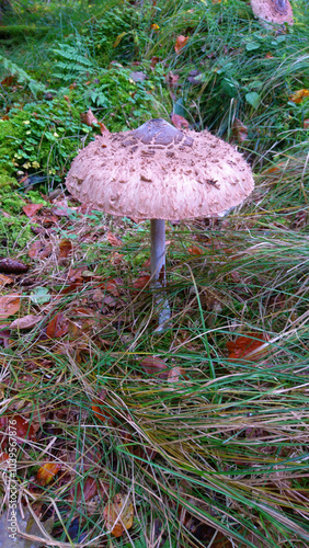 Wallpaper Mural Riesenschirmling Torontodigital.ca