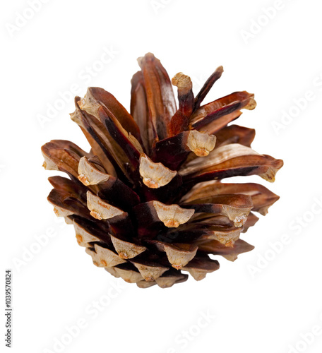 Pine cone isolated on white photo