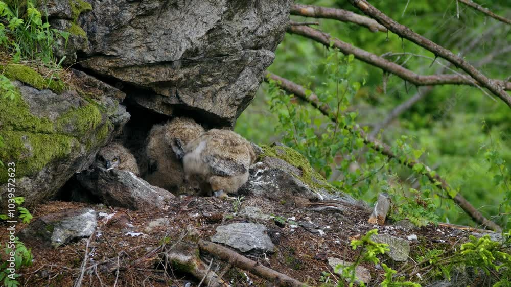 Eurasian eagle owl (Bubo bubo), baby owlets foraging on a hedgehog Eurasian eagle owl (Bubo bubo), baby owlets foraging on a hedgehog