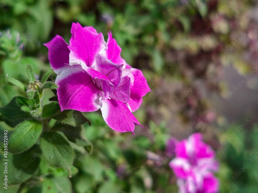 Petunia flowers close-up Petunia flowers close-up