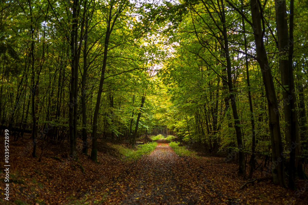 Fototapeta premium autumn in the forest