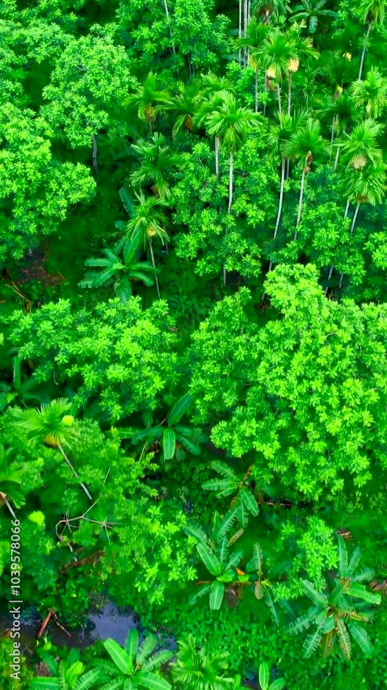 Vibrant green nature, serene views,,Discover nature’s green paradise Aerial vertical Video Vibrant green nature, serene views,,Discover nature’s green paradise Aerial vertical Video