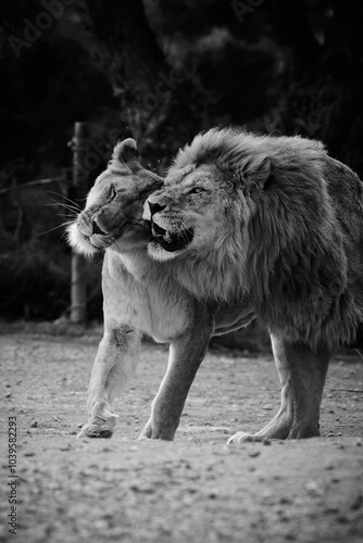 Male and Female Lions are walking together