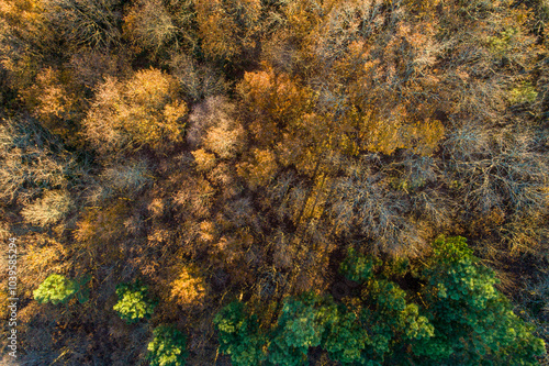 forest of deciduous trees in autumn near a pine trees, seasonal autumn background. Top view from a drone