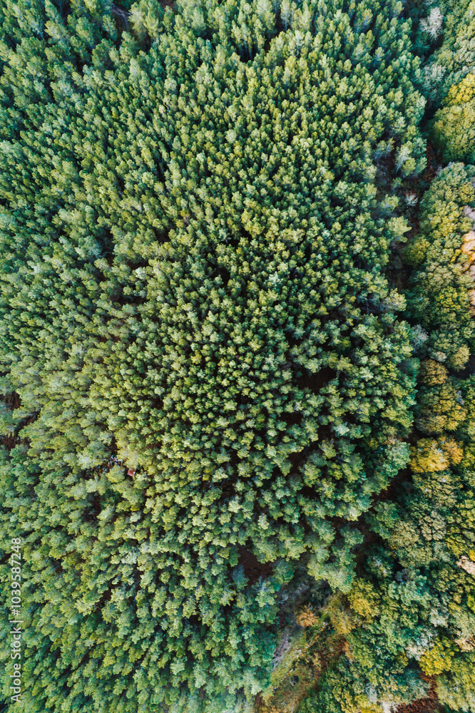 tree canopy of a pine forest seen from a drone, background ecology concept tree canopy of a pine forest seen from a drone, background ecology concept