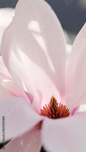 Detail of a light pink Magnolia tree blooming.