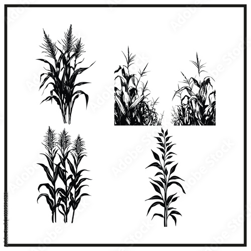 Harvest corn stalks set clipart