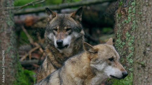 Eurasian wolf pack howling (Canis lupus lupus) in the forest