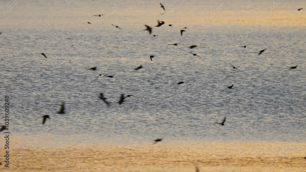 Barn swallow (Hirundo rustica) flock flying over a lake at sunset Barn swallow (Hirundo rustica) flock flying over a lake at sunset