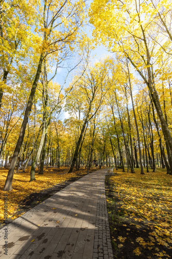 Naklejka premium A path through a forest with trees in autumn