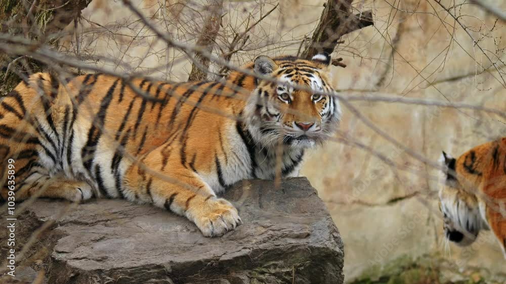 Siberian tiger (Panthera tigris altaica) couple, two big cats interaction Siberian tiger (Panthera tigris altaica) couple, two big cats interaction