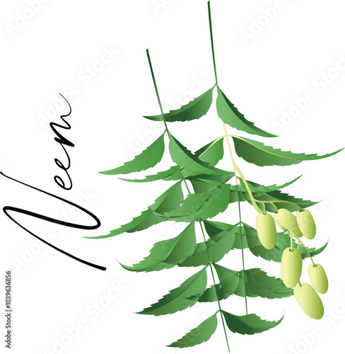 Neem tree branch with green leaves and fruits vector illustration. Cartoon isolated Azadirachta indica or neem tree twig from garden in India, neem plant of Ayurveda medicine and vegetable for eating