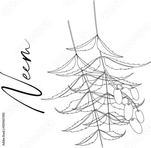 Neem tree branch with green leaves and fruits vector illustration. Cartoon isolated Azadirachta indica or neem tree twig from garden in India, neem plant of Ayurveda medicine and vegetable for eating
