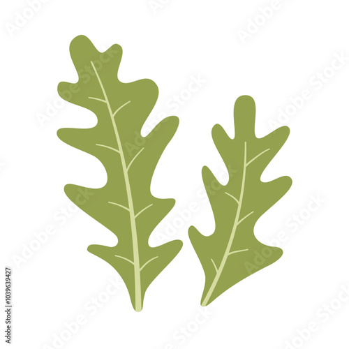 Arugula salad.Arugula lettuce leaves.Vector illustration.Isolated on white background.