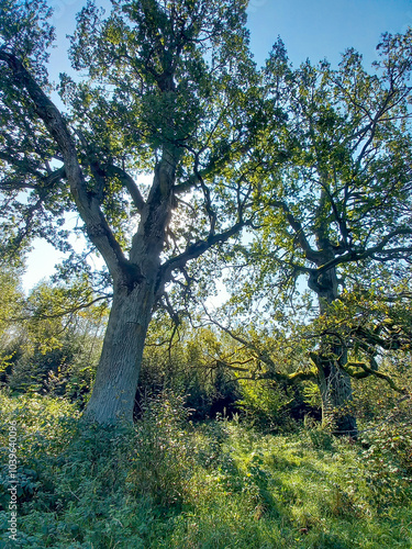 sunbeams shine in the morning through the branches of an old oak