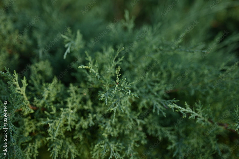 background green juniper branches texture ripe blue berries close-up gradient turquoise color fragrant spice in nature background green juniper branches texture ripe blue berries close-up gradient turquoise color fragrant spice in nature
